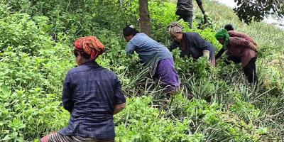 পাহাড়ে নারীর সচ্ছলতায় প্রধান বাধা মজুরিবৈষম্য