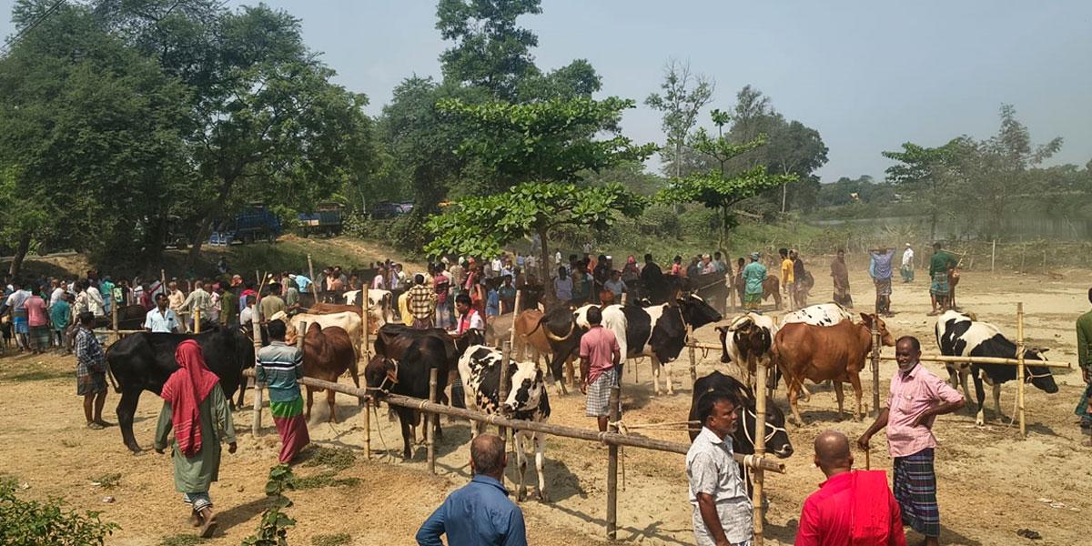 ঈদুল ফিতরকে সামনে রেখে মতলবে জমে উঠেছে পশুহাট