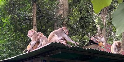 কোলাহল থামতেই লাউয়াছড়া উদ্যানে জীবনের পুনর্জন্ম