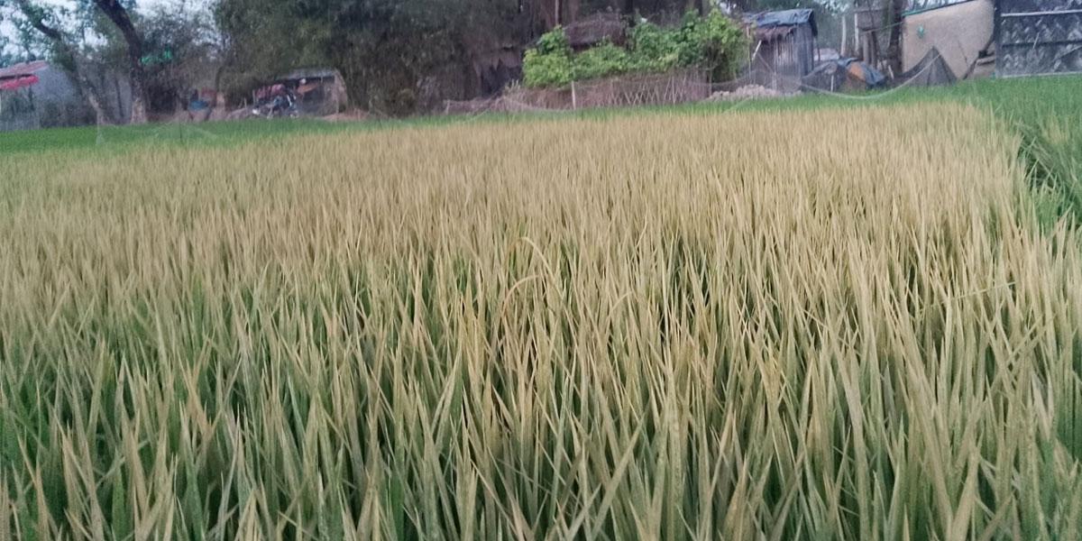 ধানের সঙ্গে শত্রুতা! বাঁশখালীতে রাতের আঁধারে কৃষকের স্বপ্ন পুড়িয়ে দেওয়ার অভিযোগ