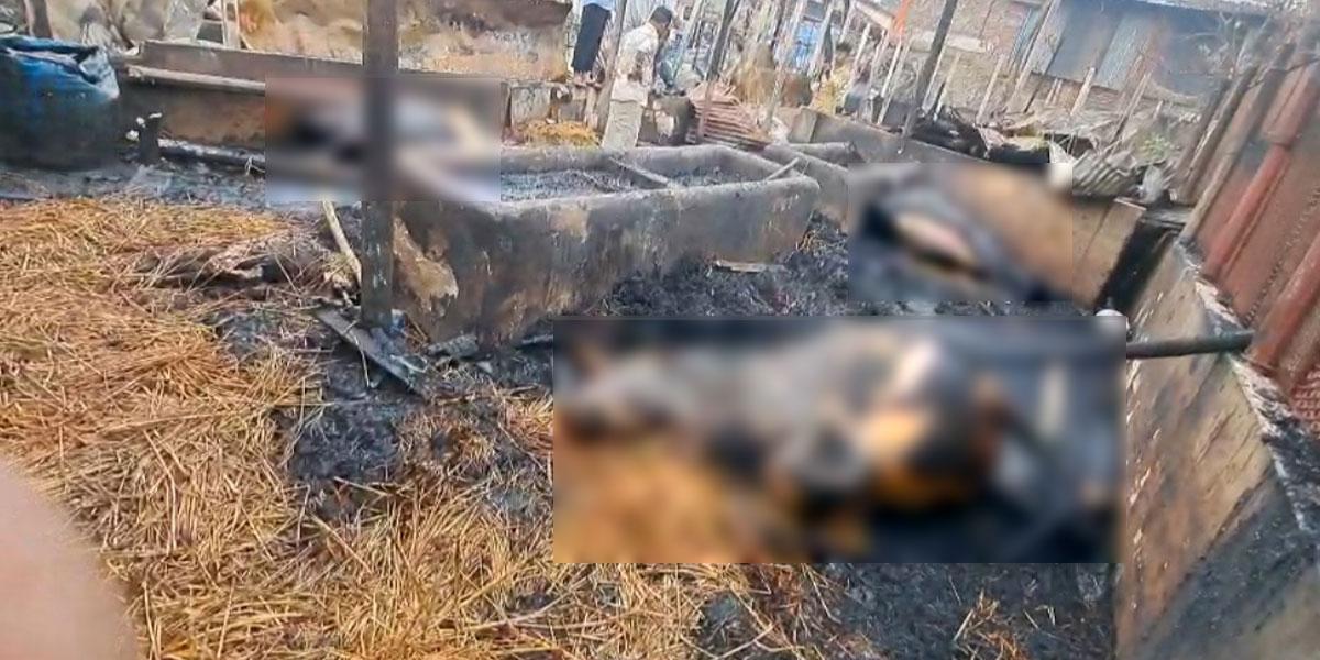 সীতাকুণ্ডে অ্যাগ্রো ফার্মে আগুনে পুড়ল ২৩ গরু-ছাগল