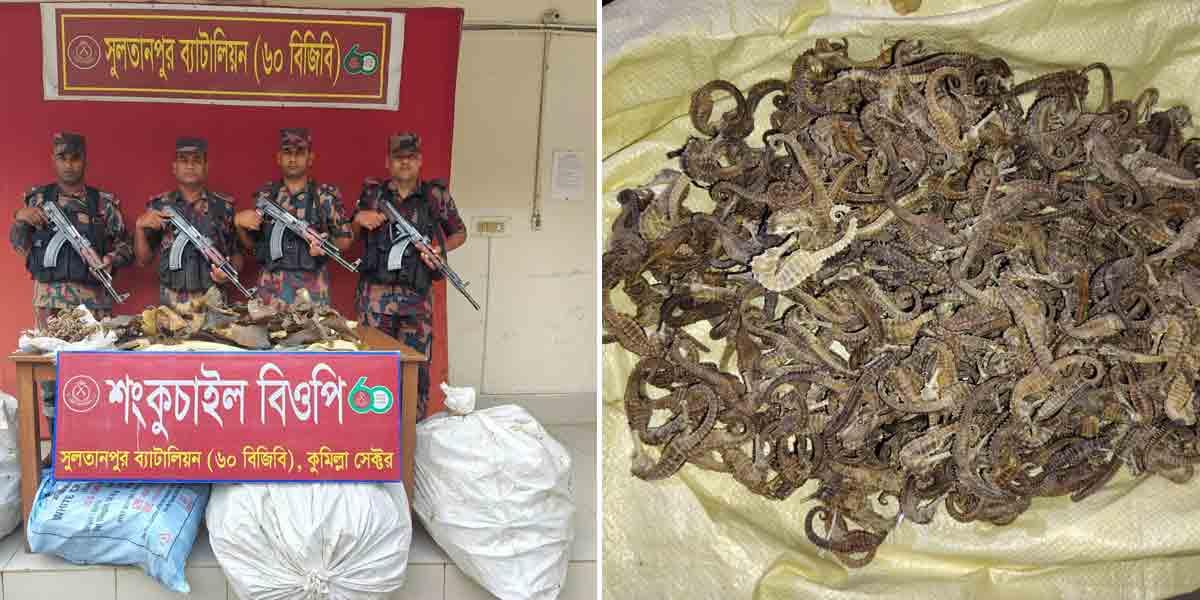 কুমিল্লা সীমান্তে হাঙরের পাখা ও সি হর্স জব্দ