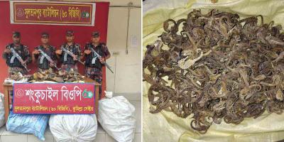 কুমিল্লা সীমান্তে হাঙরের পাখা ও সি হর্স জব্দ