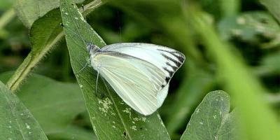 মায়াদ্বীপের রৈখি মথন প্রজাপতি