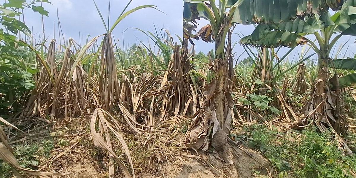 ফটিকছড়িতে জ্বালানিসংকটে সেচ বন্ধ, পুড়ছে ফসল