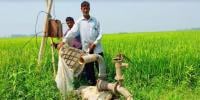 পাবনায় পানির অভাবে পুড়ছে ফসল