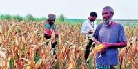 যমুনার চরে ভুট্টা চাষে বাম্পার ফলন