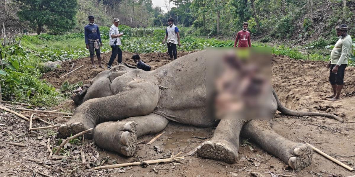 লংগদুতে মৃত বন্যহাতির শুঁড়-পা কেটে নিয়ে গেল দুর্বৃত্তরা