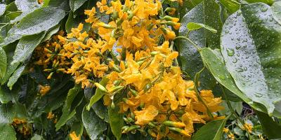 সুরভিত পাদাউক ফুল