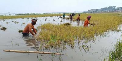 ব্রাহ্মণবাড়িয়ায় পানির নিচে ৩০৫ হেক্টর জমির ধান
