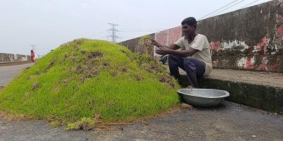 হাওরে ফসলের ক্ষতি হাজার কোটি টাকা