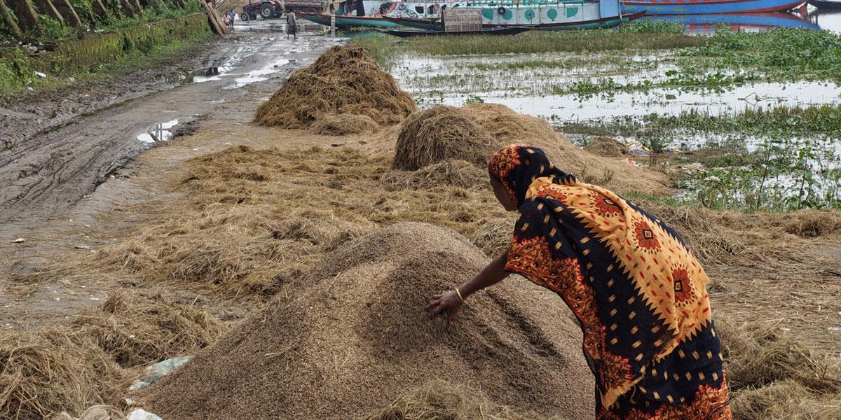 ১০ হাজার টাকার ধান কাটতে মজুরি ২২ হাজার