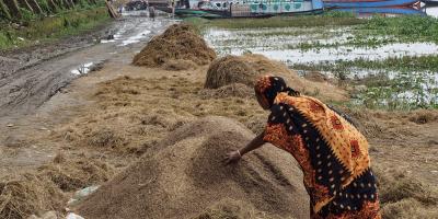 ১০ হাজার টাকার ধান কাটতে মজুরি ২২ হাজার