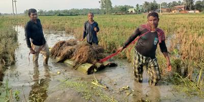 চট্টগ্রামে পাকা ধান ডুবে বিপাকে কৃষক