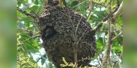 খয়রা কাঠকুড়ালি ও গেছো পিঁপড়া