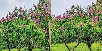 জারুলে রঙিন নোবিপ্রবি ক্যাম্পাস
