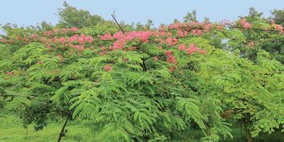 বেরোবিতে মুগ্ধতা ছড়াচ্ছে লাল সোনাইল