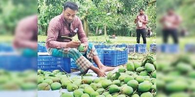 সাতক্ষীরায় আম পাড়া শুরু: সিন্ডিকেট আতঙ্কে চাষিরা