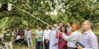 চুয়াডাঙ্গায় আম সংগ্রহ কার্যক্রম শুরু
