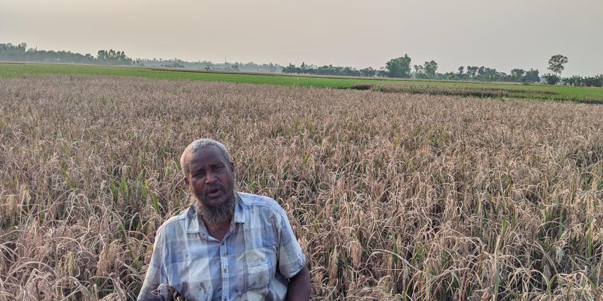 রংপুরে মুরগির বিষ্ঠায় ফসলের ক্ষতি, চাপা কষ্ট কৃষকদের