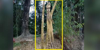 ফাঁসিতে ঝুলছে মেছো বিড়াল