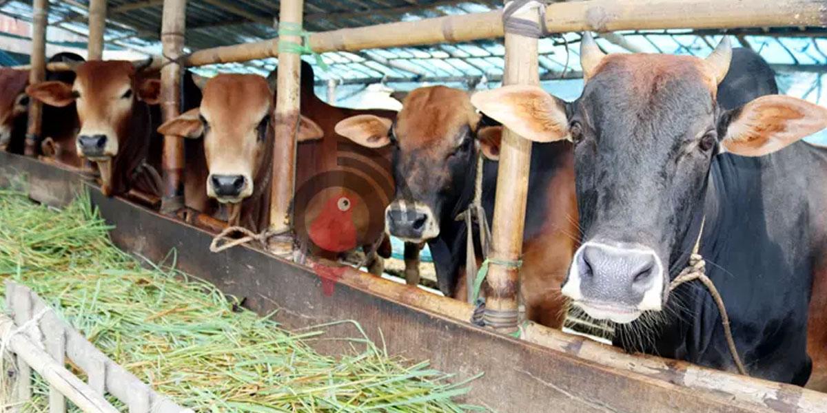 চুয়াডাঙ্গায় কোরবানির হাটের অপেক্ষায় খামারিরা