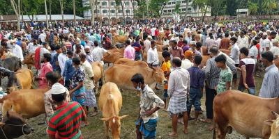 চট্টগ্রামে কোরবানির পশুর হাটে ইজারামূল্যে ধস