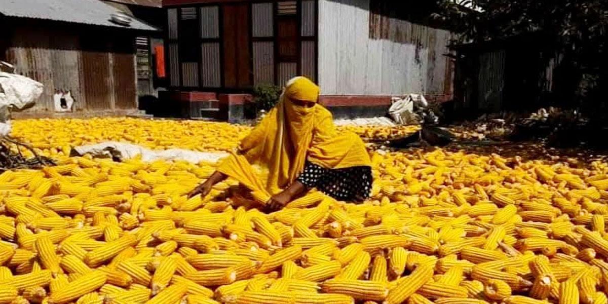ভুট্টা চাষে চরাঞ্চলে ফিরছে সচ্ছলতা
