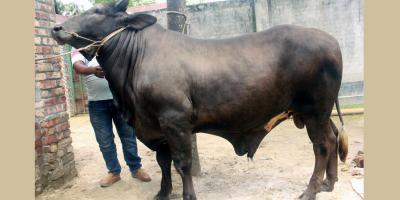 এবার হাট কাঁপাবে ‘দিনাজপুরের সম্রাট’