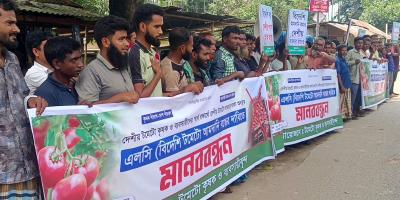 পঞ্চগড়ে বিদেশি টমেটো আমদানি বন্ধের দাবিতে কৃষকদের মানববন্ধন
