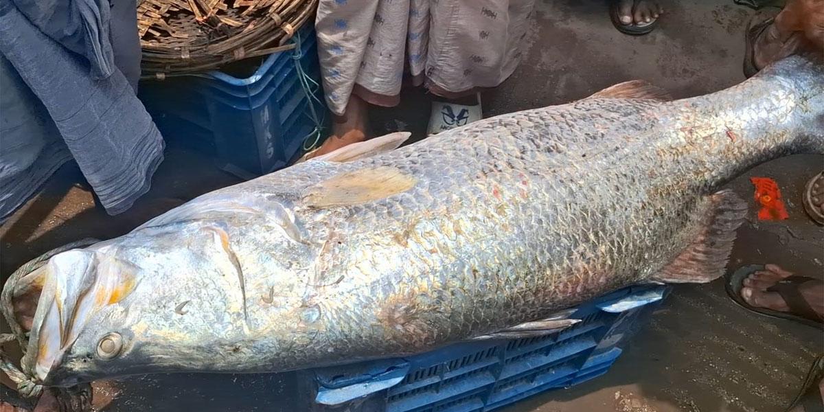 নাফ নদীতে বড়শিতে ধরা পড়ল ২৪ কেজির কোরাল মাছ
