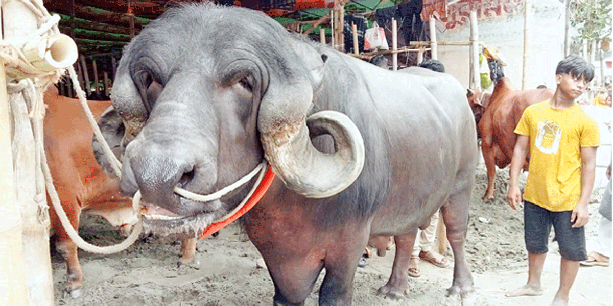গাবতলীর হাটে পশু বেশি, ক্রেতা কম