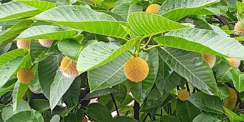 বর্ষার প্রথম ভালোবাসা, কদমে মুগ্ধতা