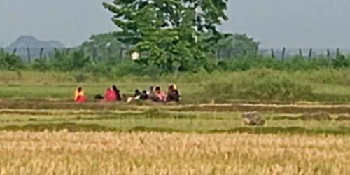 বেনাপোল সীমান্তে বিএসএফের পুশইনের চেষ্টা, রুখে দিল বিজিবি