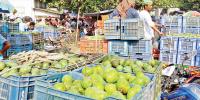 লোকসানের শঙ্কায় রাজশাহীর আমচাষিরা