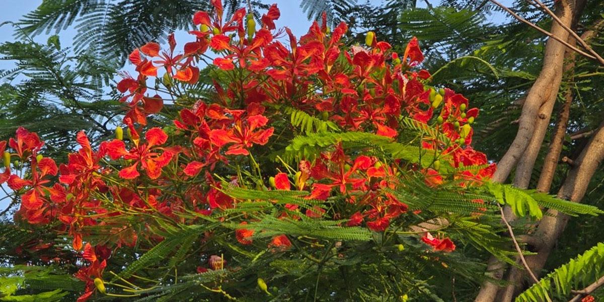 কৃষ্ণচূড়ার রাঙা মঞ্জরি