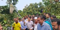 রংপুরের বাজারে আসছে হাড়িভাঙ্গা আম