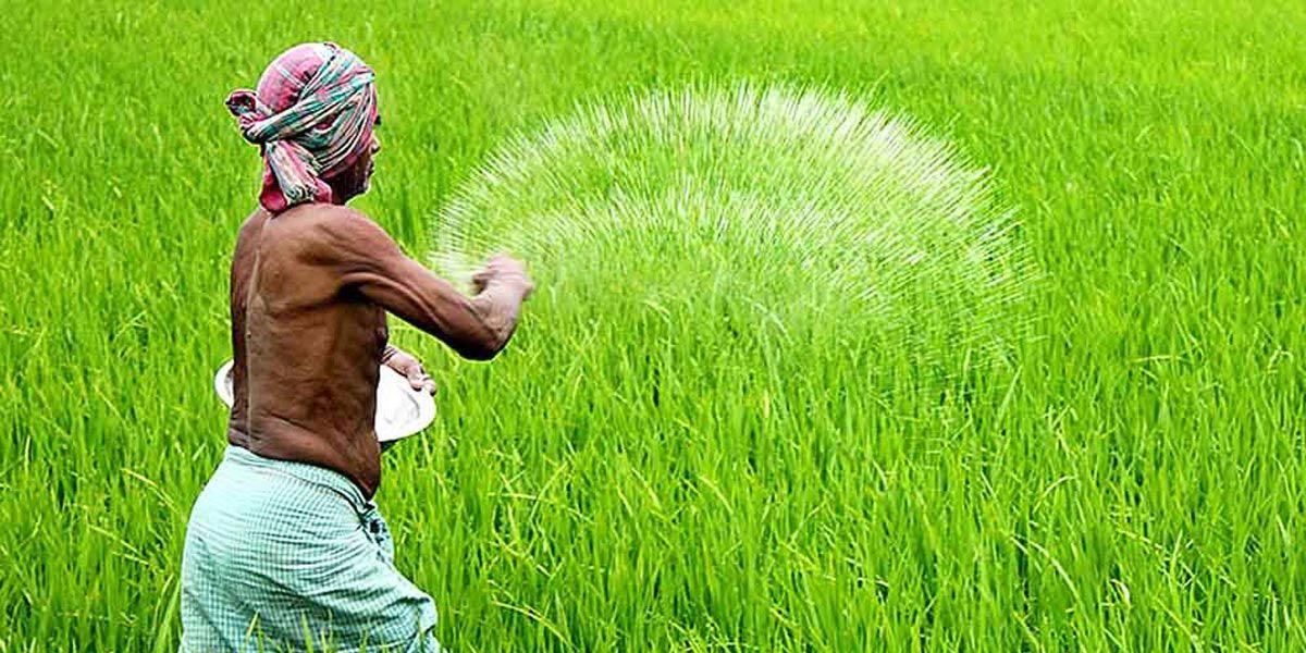 কৃষকের অপর্যাপ্ত জ্ঞানে অপচয় হচ্ছে বিপুল সার