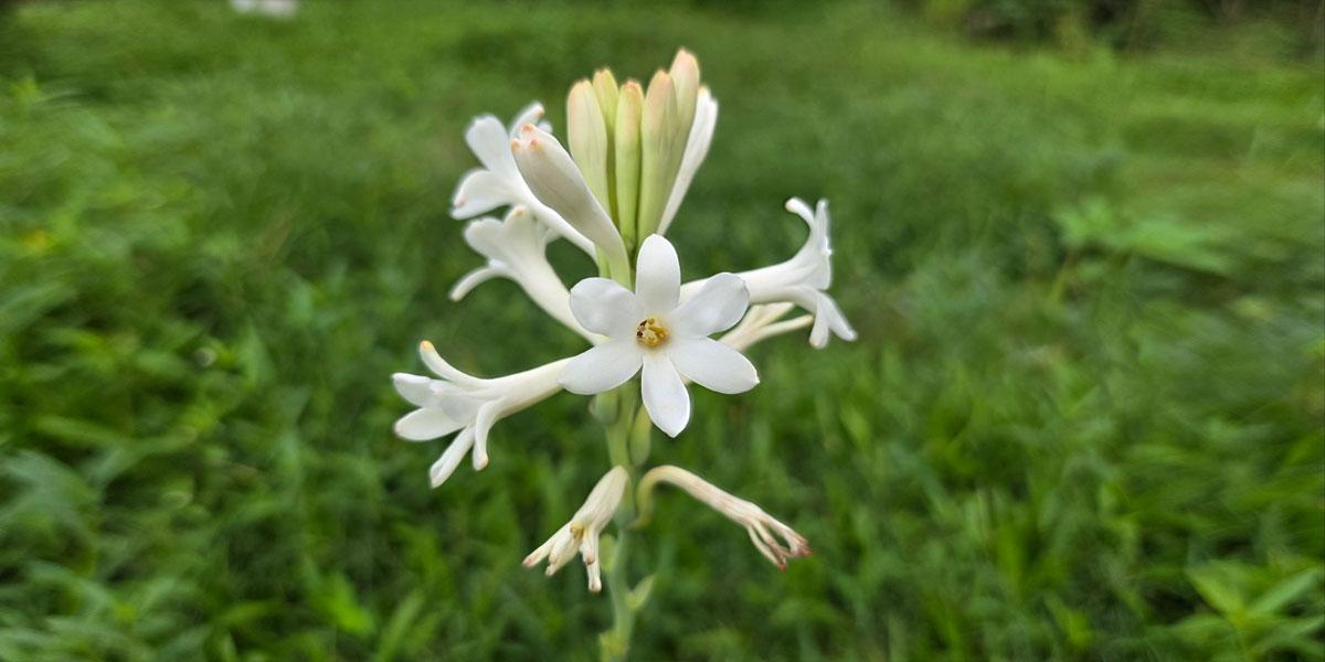 ওরে শুভ্রবসনা রজনীগন্ধা