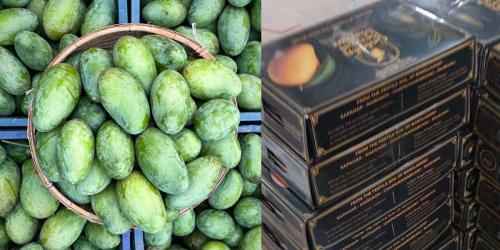 নওগাঁর আম যাচ্ছে যুক্তরাষ্ট্রে