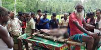 বকশীগঞ্জে বন্য হাতির আক্রমণে ১ জনের মৃত্যু