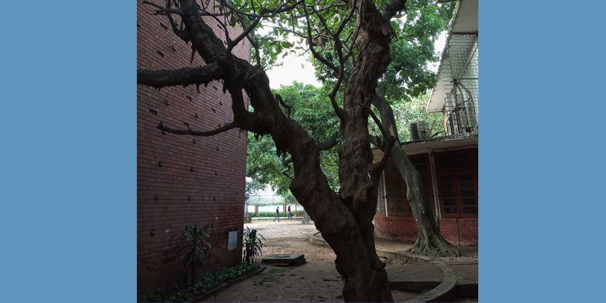 চারুকলার নান্দনিক কাঠগোলাপ