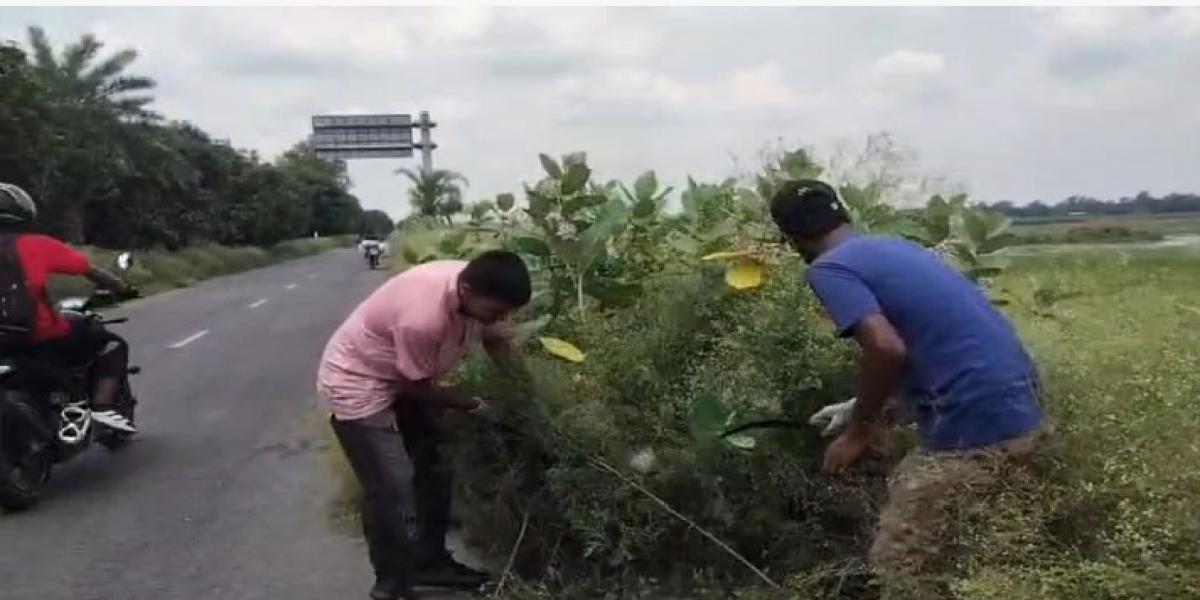 নাটোরে ৩ কিমি মহাসড়ক বিষাক্ত পার্থেনিয়াম মুক্ত, স্বস্তিতে এলাকাবাসী