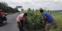 নাটোরে ৩ কিমি মহাসড়ক বিষাক্ত পার্থেনিয়াম মুক্ত, স্বস্তিতে এলাকাবাসী