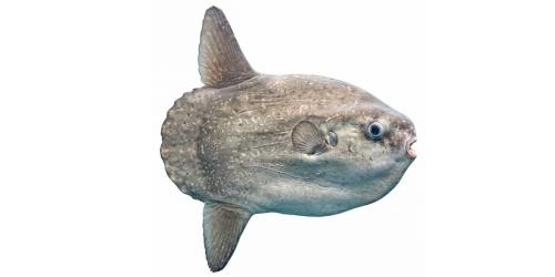 অবাক করা এক মাছ