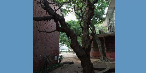 চারুকলার নান্দনিক কাঠগোলাপ
