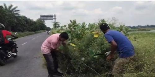 নাটোরে ৩ কিমি মহাসড়ক বিষাক্ত পার্থেনিয়াম মুক্ত, স্বস্তিতে এলাকাবাসী
