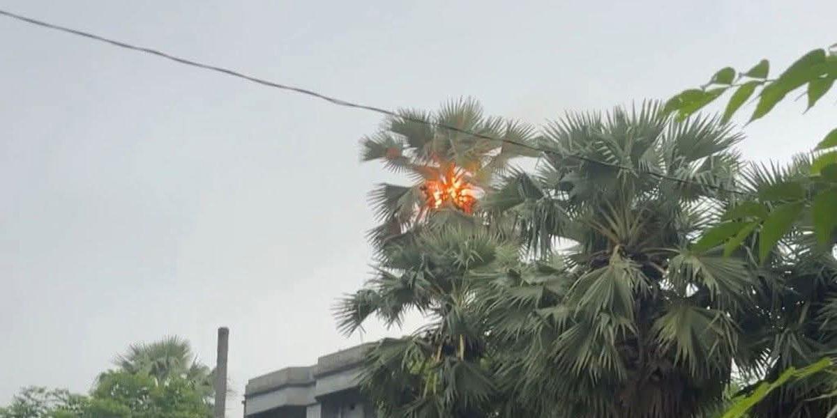 বরগুনায় বজ্রাঘাতে ৫০ ফুট উঁচু তালগাছে অগ্নিকাণ্ড