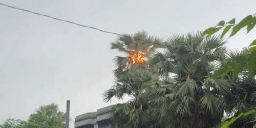 বরগুনায় বজ্রাঘাতে ৫০ ফুট উঁচু তালগাছে অগ্নিকাণ্ড