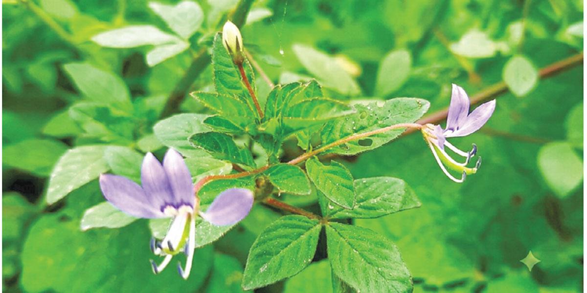 বুনো উদ্ভিদ বেগুনি হুড়হুড়ে